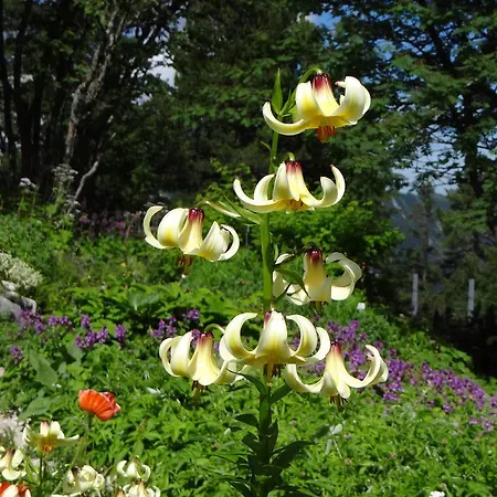 Haus Rustikana 아파트 미텐발트